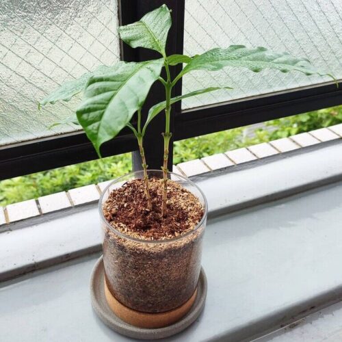 コーヒーの木 今年２回目の植え替え 水耕栽培から土に切り替えたら成長著しい かわさき賃貸暮らしの気ままガーデニング