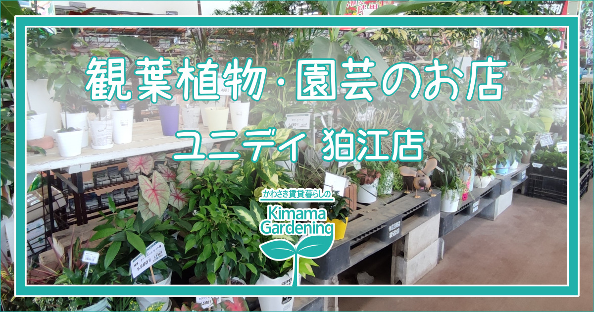 ホームセンター みんな大好きユニディ狛江店は 観葉植物も充実しています かわさき賃貸暮らしの気ままガーデニング